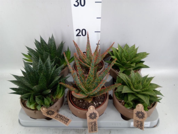 <h4>Aloe   ...mix</h4>