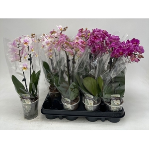 PHAL GEM
