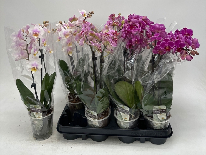 <h4>PHAL GEM</h4>