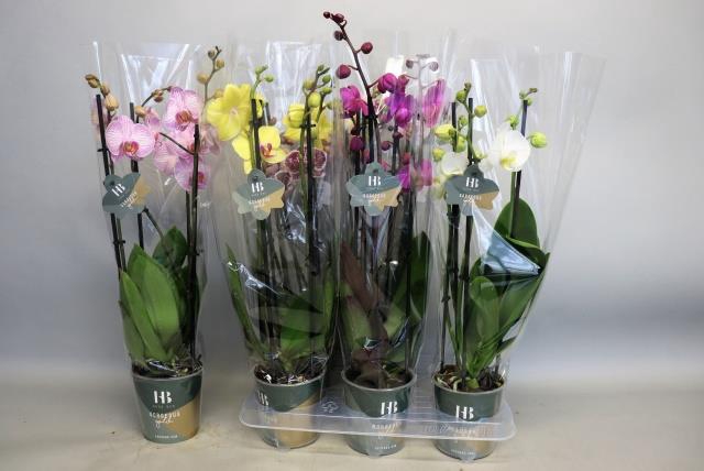 PHAL GEM 6 KL