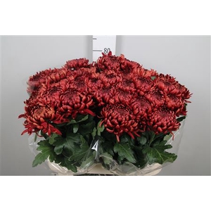 Chr G Ankara Red