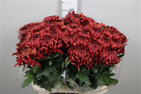 <h4>Chr G Ankara Red</h4>