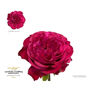 Rosa Garden Cherry Velvet