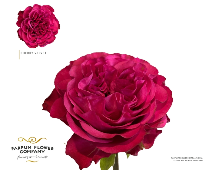 <h4>Rosa Garden Cherry Velvet</h4>