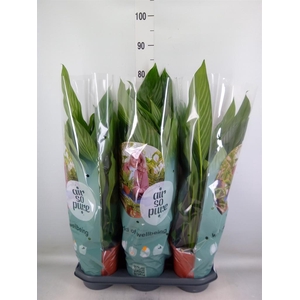 Spathiphyllum  'Bingo Cupido'