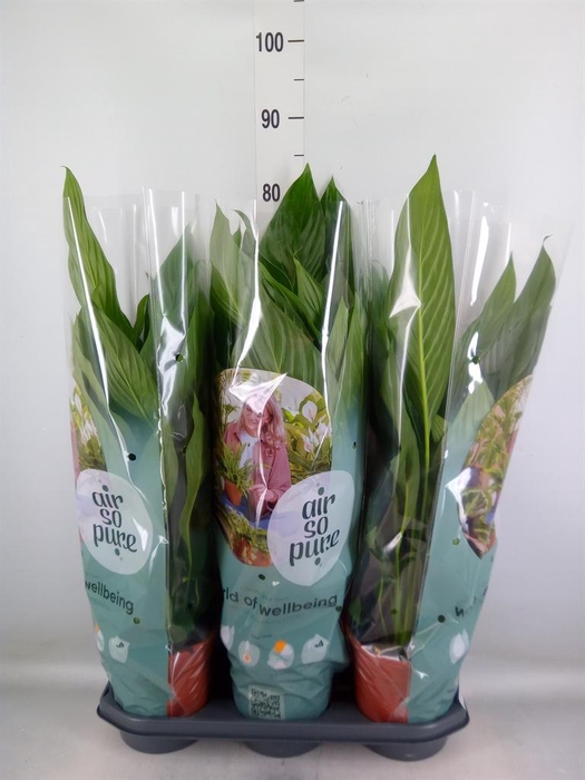 <h4>Spathiphyllum 'Bingo Cupido'</h4>
