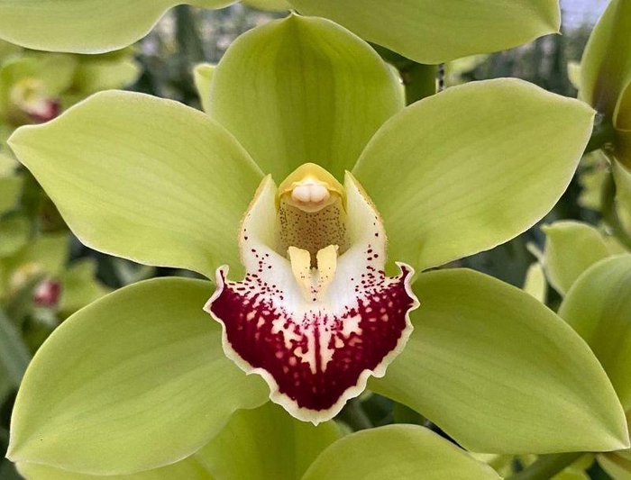 <h4>CYMB T GREEN VALLEY Decorum 80cm.</h4>