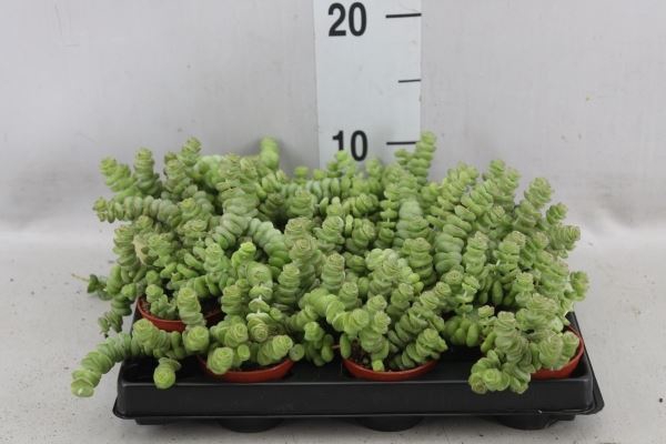 <h4>Crassula   ...</h4>