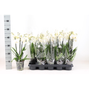 PHAL WHITE INVERNESS 3TAK A2