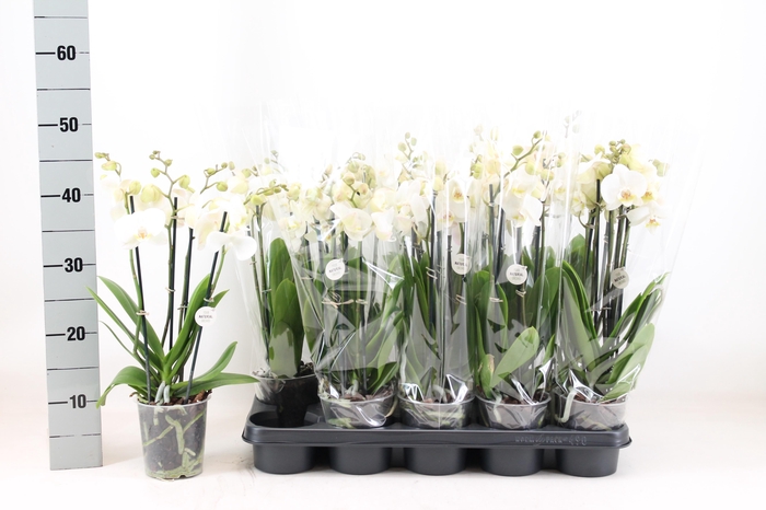 <h4>PHAL WHITE INVERNESS 3TAK</h4>