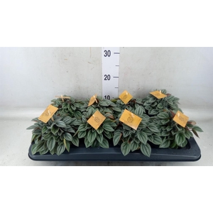 Peperomia  'Napoli Nights'