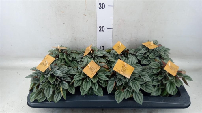 Peperomia  'Napoli Nights'