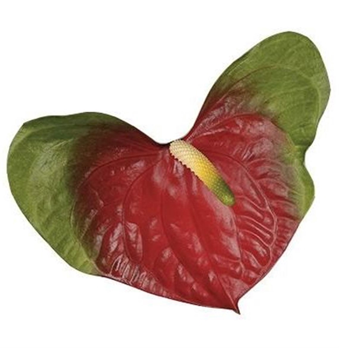 <h4>Anth A Narita</h4>