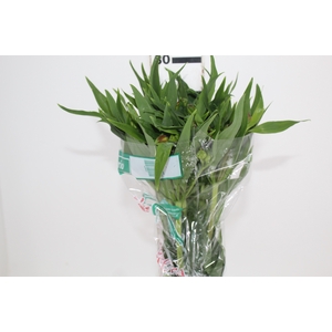 ALSTROEMERIA CHEERIO 080 CM