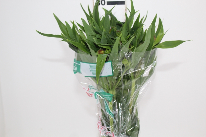 <h4>ALSTROEMERIA CHEERIO 080 CM</h4>