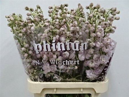 <h4>Delph Du Dew Pink Spij</h4>