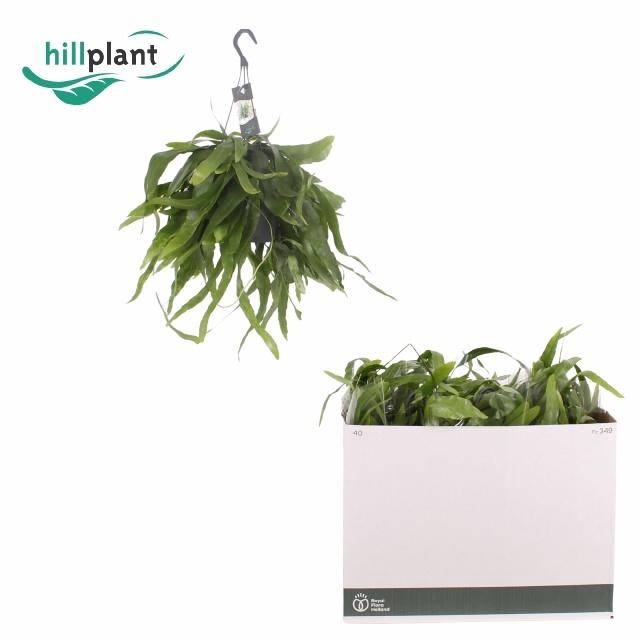 <h4>EPIPHYLLUM OV</h4>