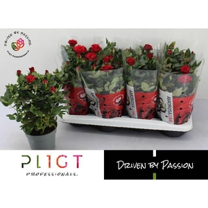 RO SCA MERCEDES KORD