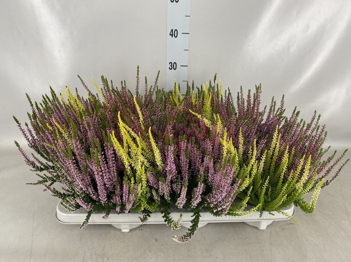 <h4>Calluna vulg. 'Beauty L Milk'  ..mx</h4>