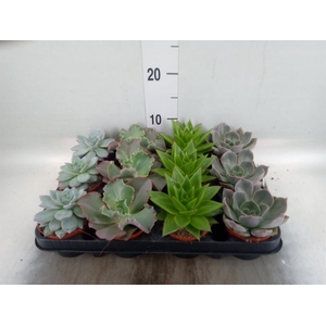 Echeveria   ...mix