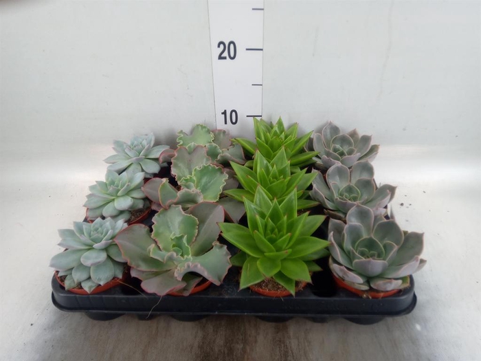 <h4>Echeveria   ...mix</h4>