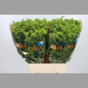 Bupleurum Griffithii