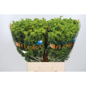 Bupleurum Griffithii