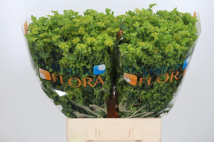 <h4>Bupleurum Griffithii</h4>