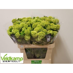 VIBURNUM ROSEUM ST