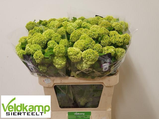 <h4>VIBURNUM ROSEUM ST</h4>