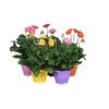 Gerbera Garvinea Gemengd 4+bloemen, containerpot