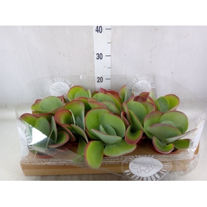 Kalanchoe NF thyrsiflora