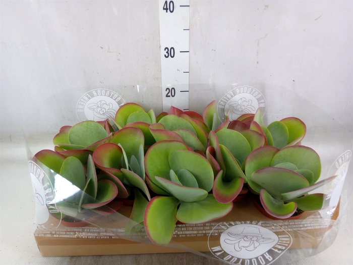 <h4>Kalanchoe NF thyrsiflora</h4>