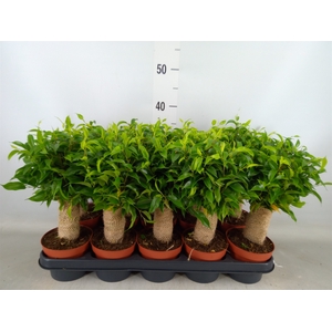 Ficus benja. 'Natasja'
