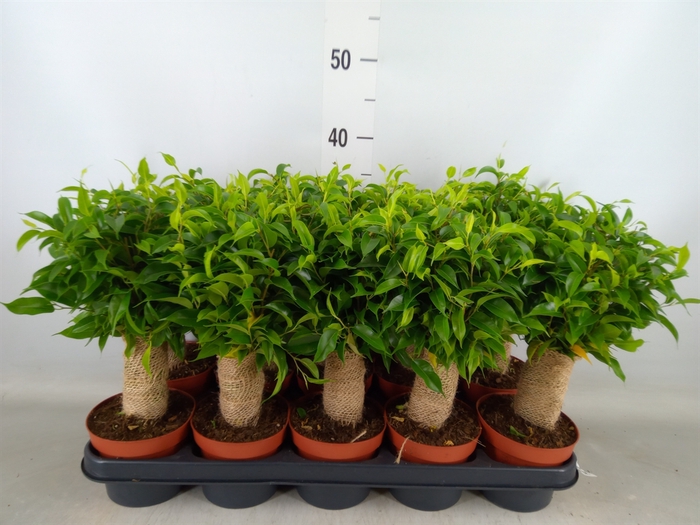 <h4>Ficus benja. 'Natasja'</h4>