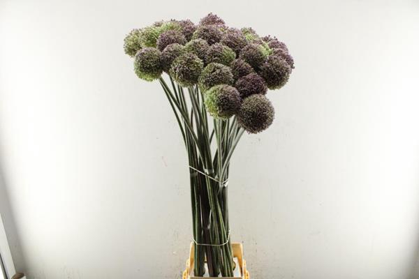<h4>Allium Ov Jolly Green L 150 !!</h4>