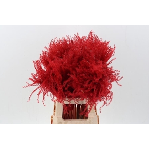 Dried Stippa Feather Red