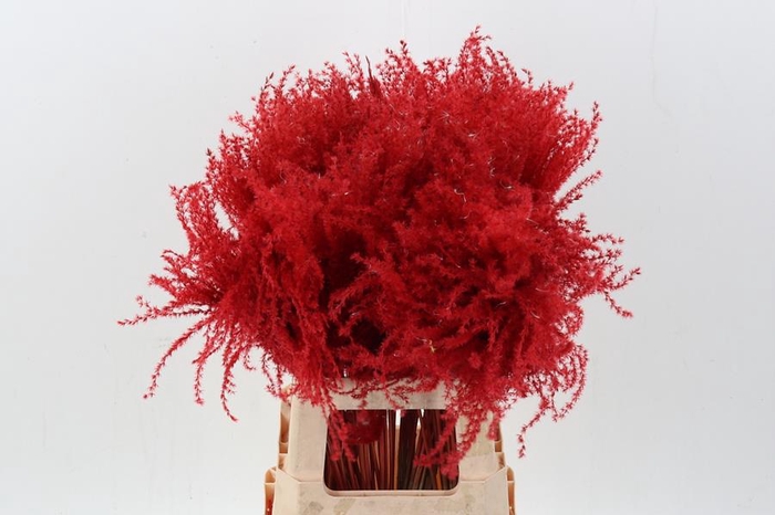 Dried Stippa Feather Red