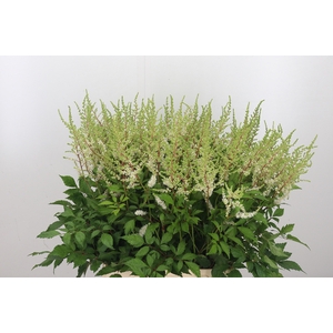 Astilbe Diamant