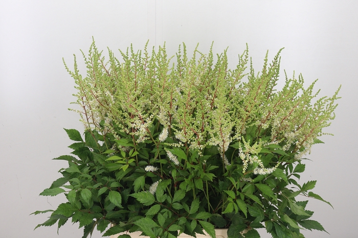 Astilbe Diamant