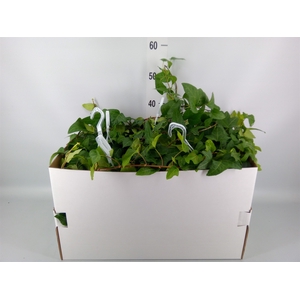 Hedera helix 'Mein Herz'