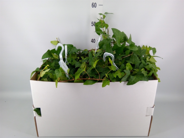 <h4>Hedera helix 'Mein Herz'</h4>