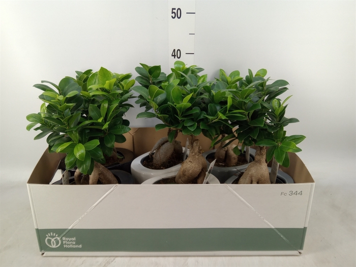 <h4>Ficus microcarpa 'Ginseng'</h4>