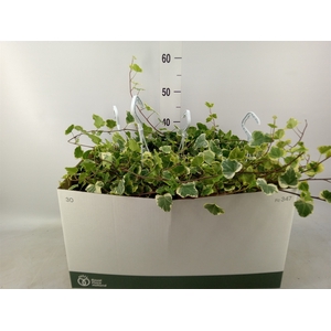 Hedera helix 'White Wonder'