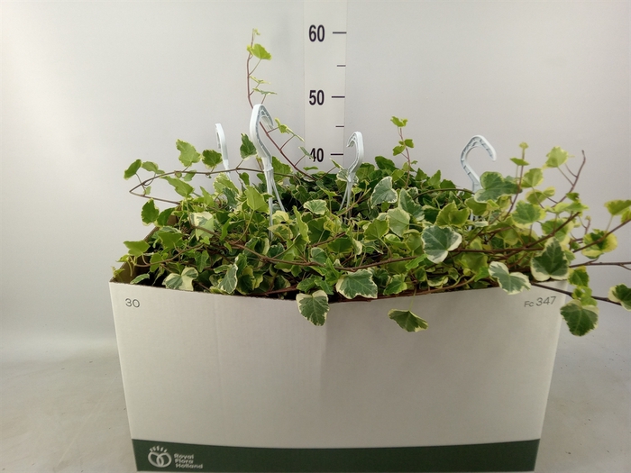 <h4>Hedera helix 'White Wonder'</h4>