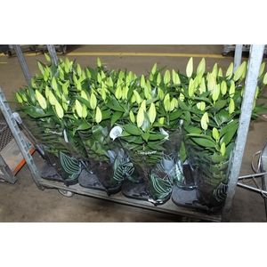 LIRIO P16 ROSA