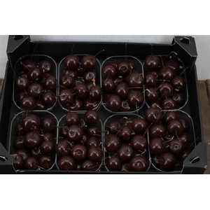 Waxmalus Choco