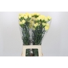 Dianthus St Ilias