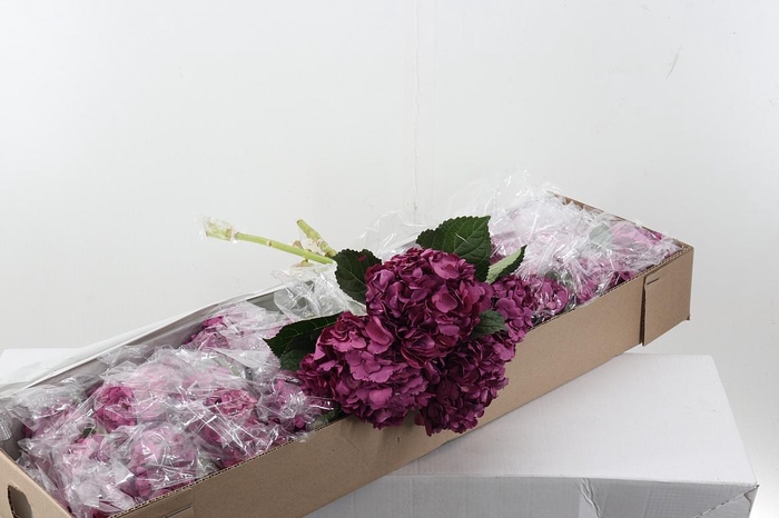 <h4>Hydr Dusty Box</h4>