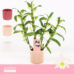 Dendrobium Nobilé, Apollon 4-spike Compact in Horizon Ribble 'Orchid Collection'